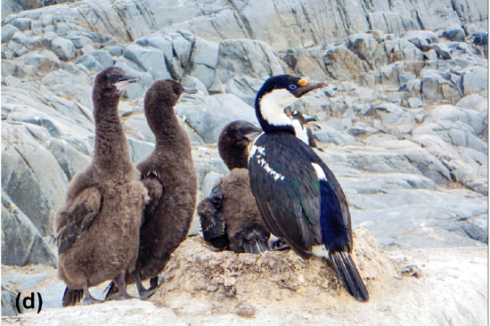 Double-crested cormorants
