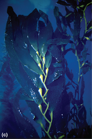 Kelp