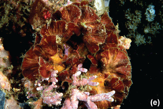 An encrusting red alga