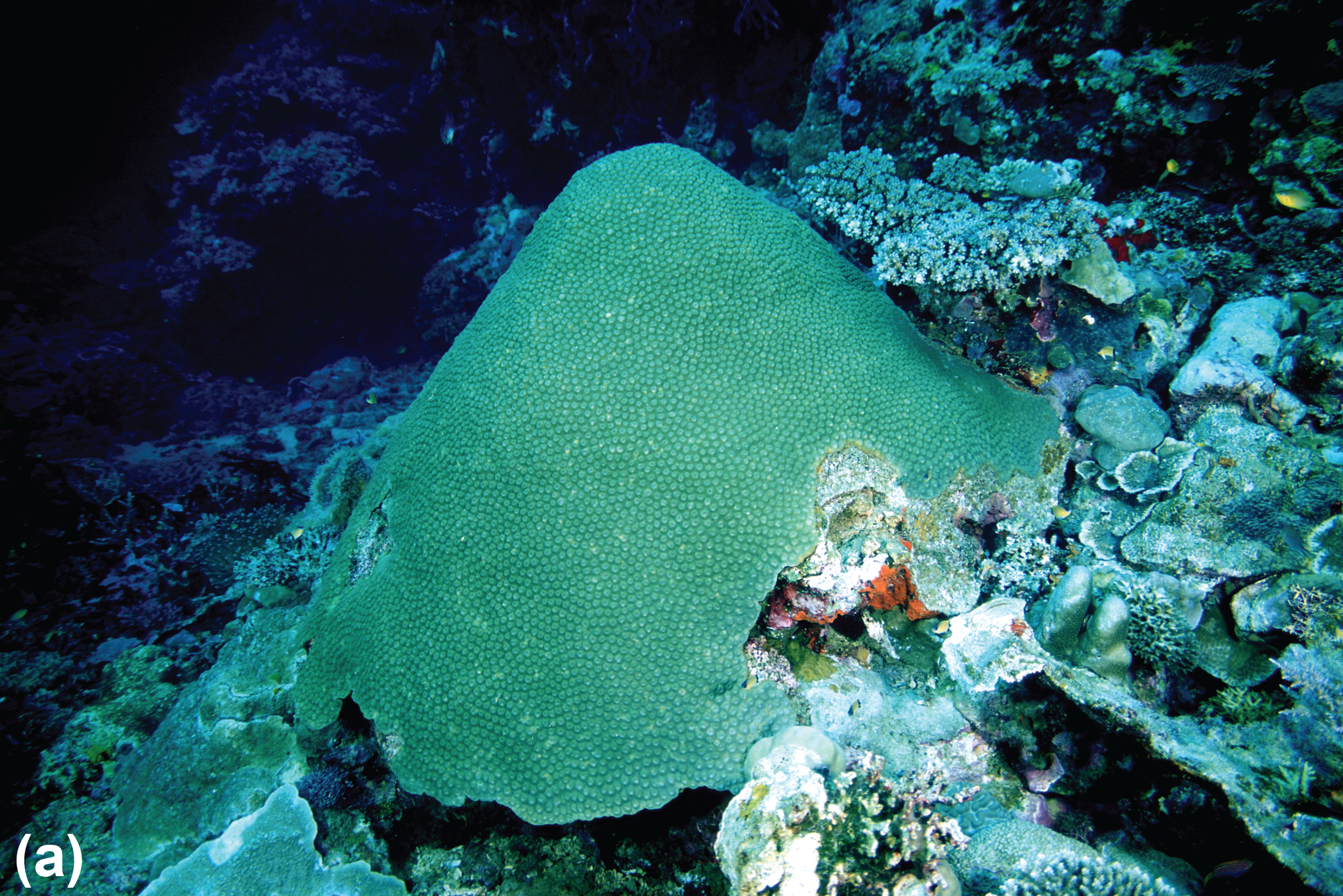 A cone-shaped hard coral