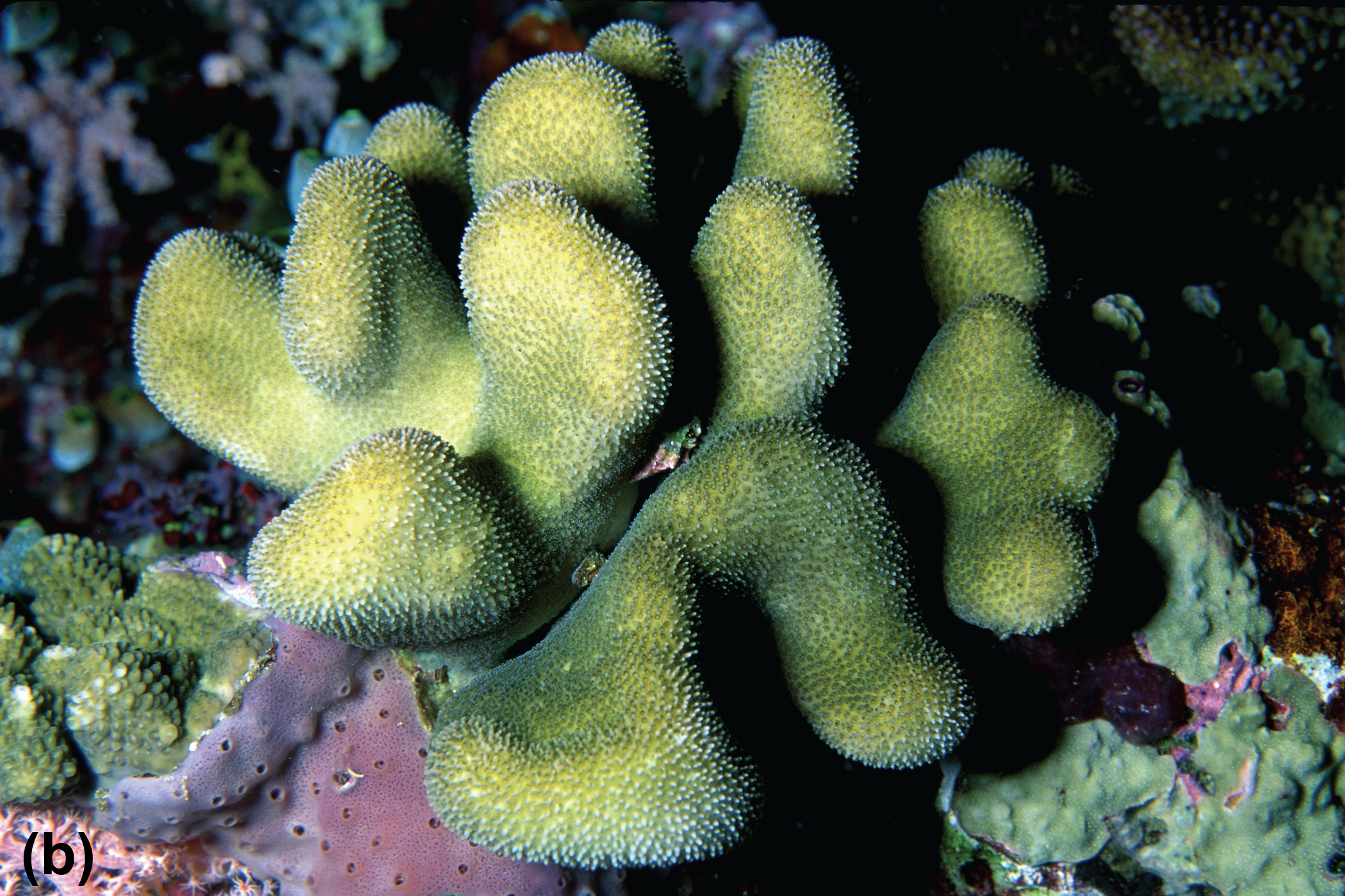 A wavy hard coral