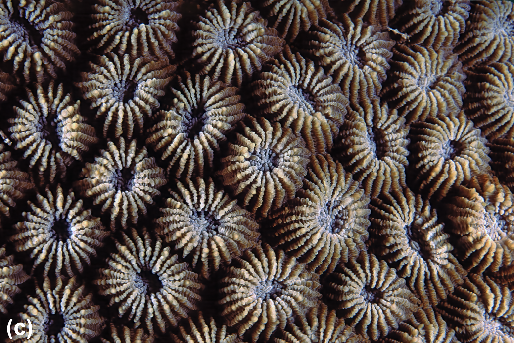 Individual closed polyps during the day