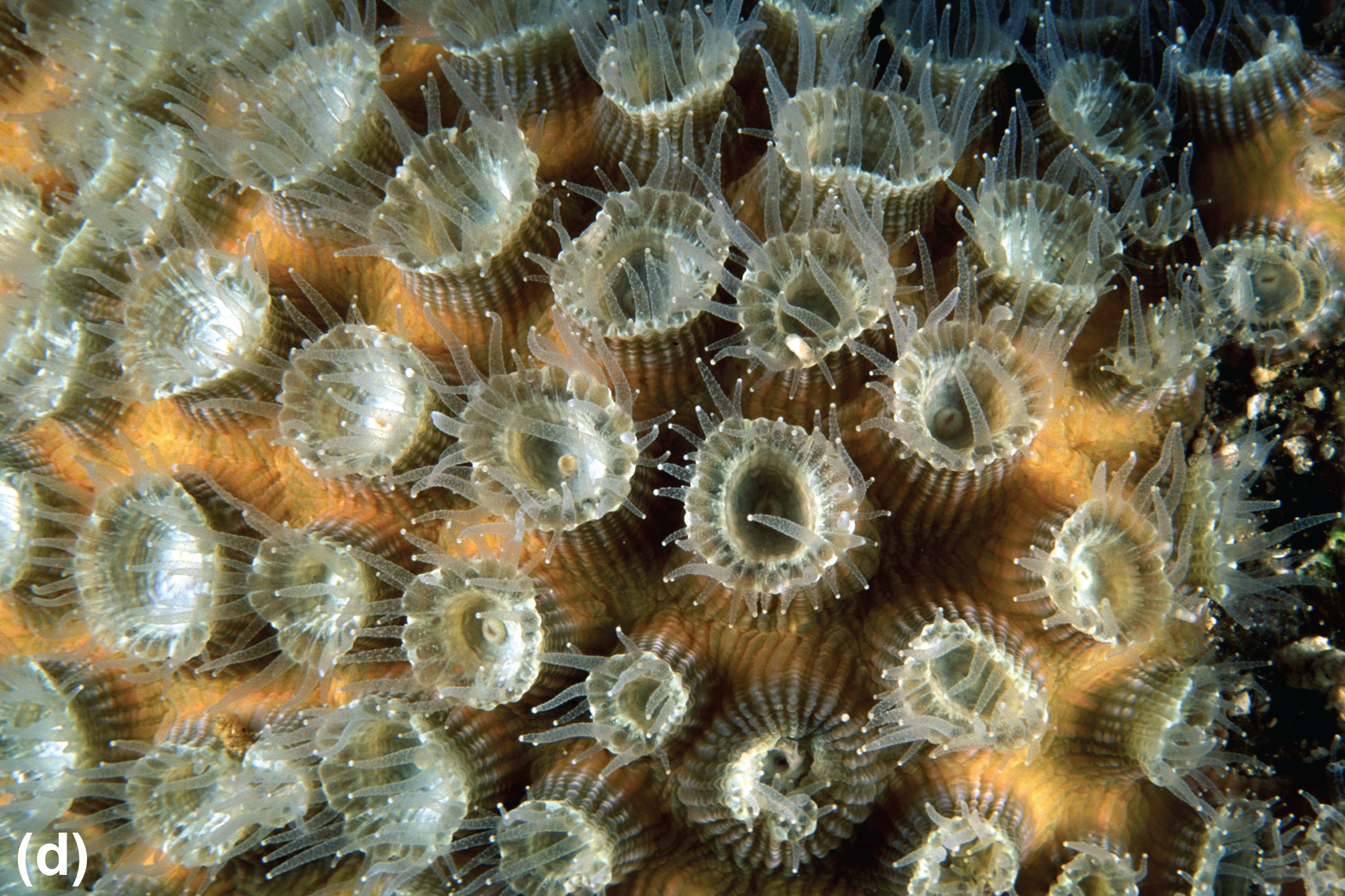 Individual open polyps at night