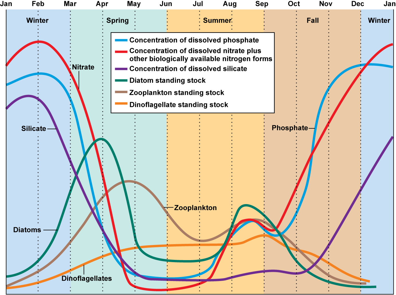 Graph of nutrients and diatom, zooplankton and dinoflagellate standing stocks across the year