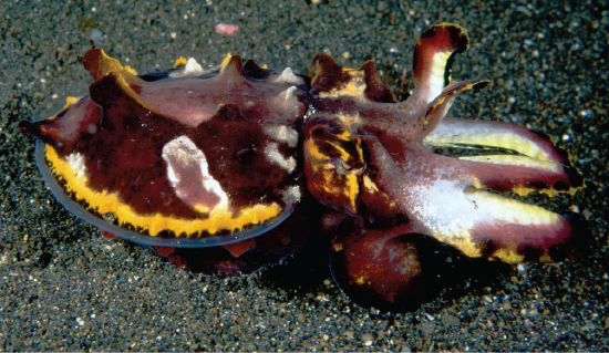 Mostly dark red cuttlefish with yellow on edges