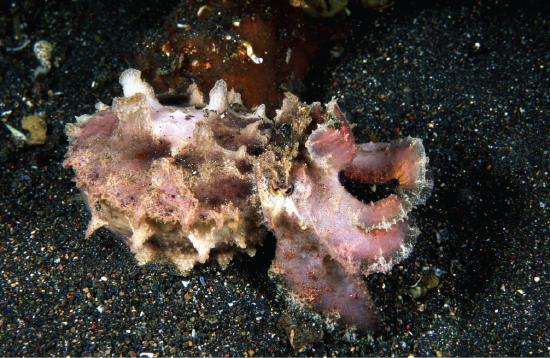 Same cuttlefish but white and rose