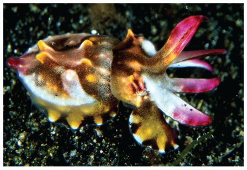 Different cuttlefish with red, white, yellow and brown patterns