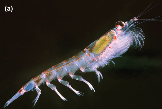 An deep-sea euphausiid