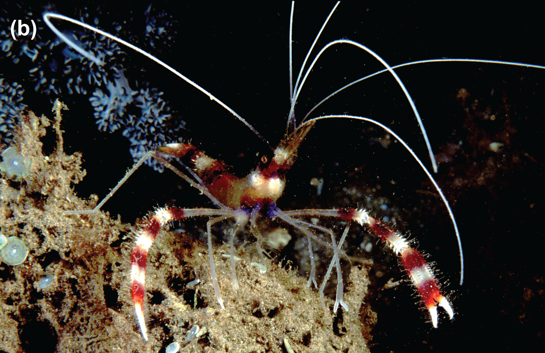 A banded coral shrimp