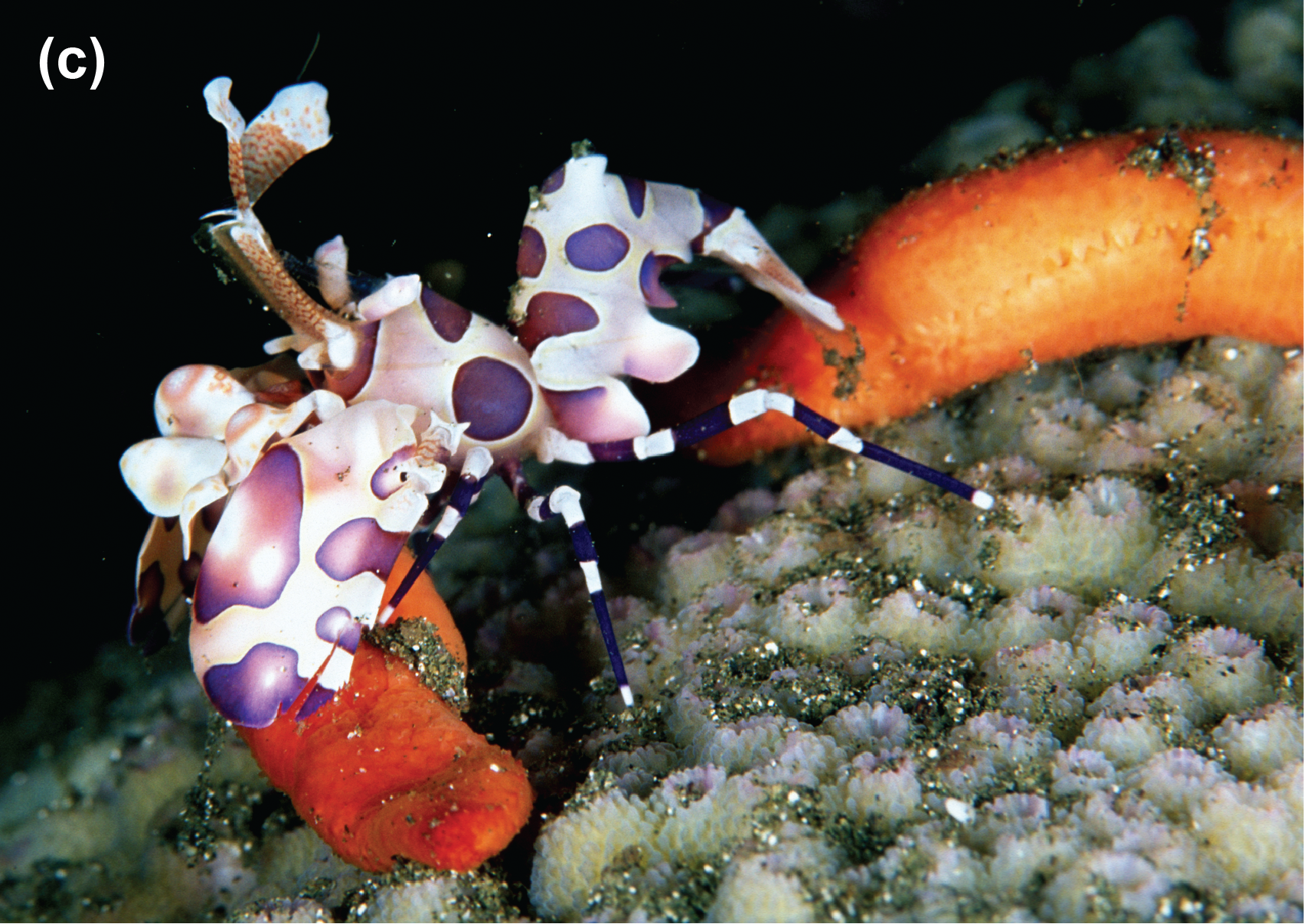 A harlequin shrimp
