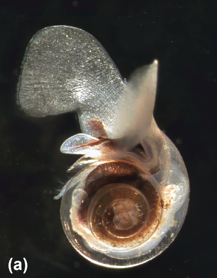 A pteropod