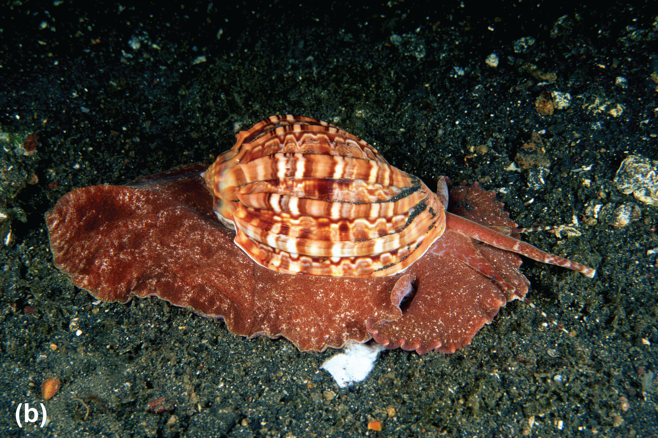 A harp shell