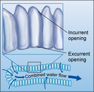Diagram of incurrent and excurrent opening, and water flow for salps