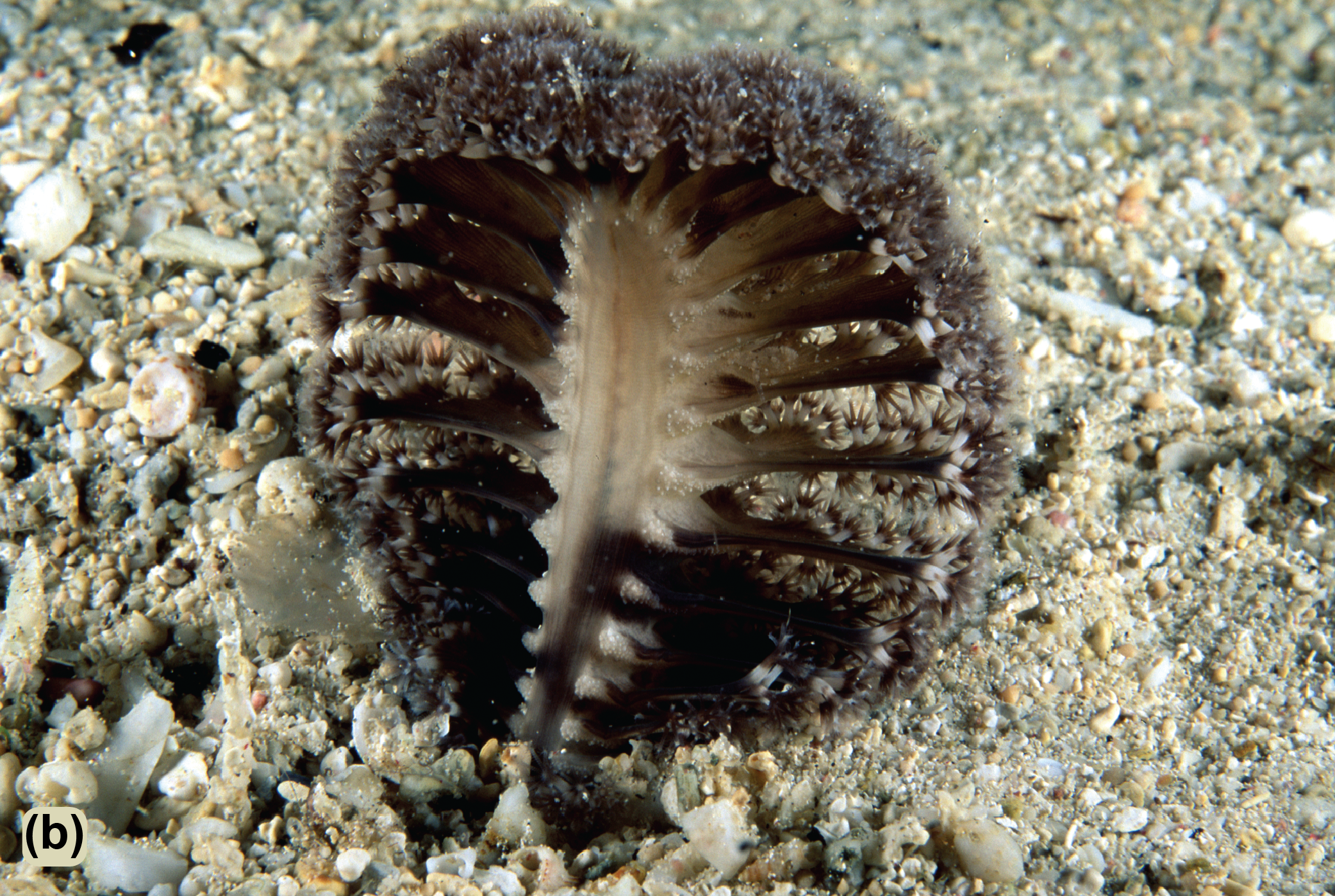 The back of the sea pen