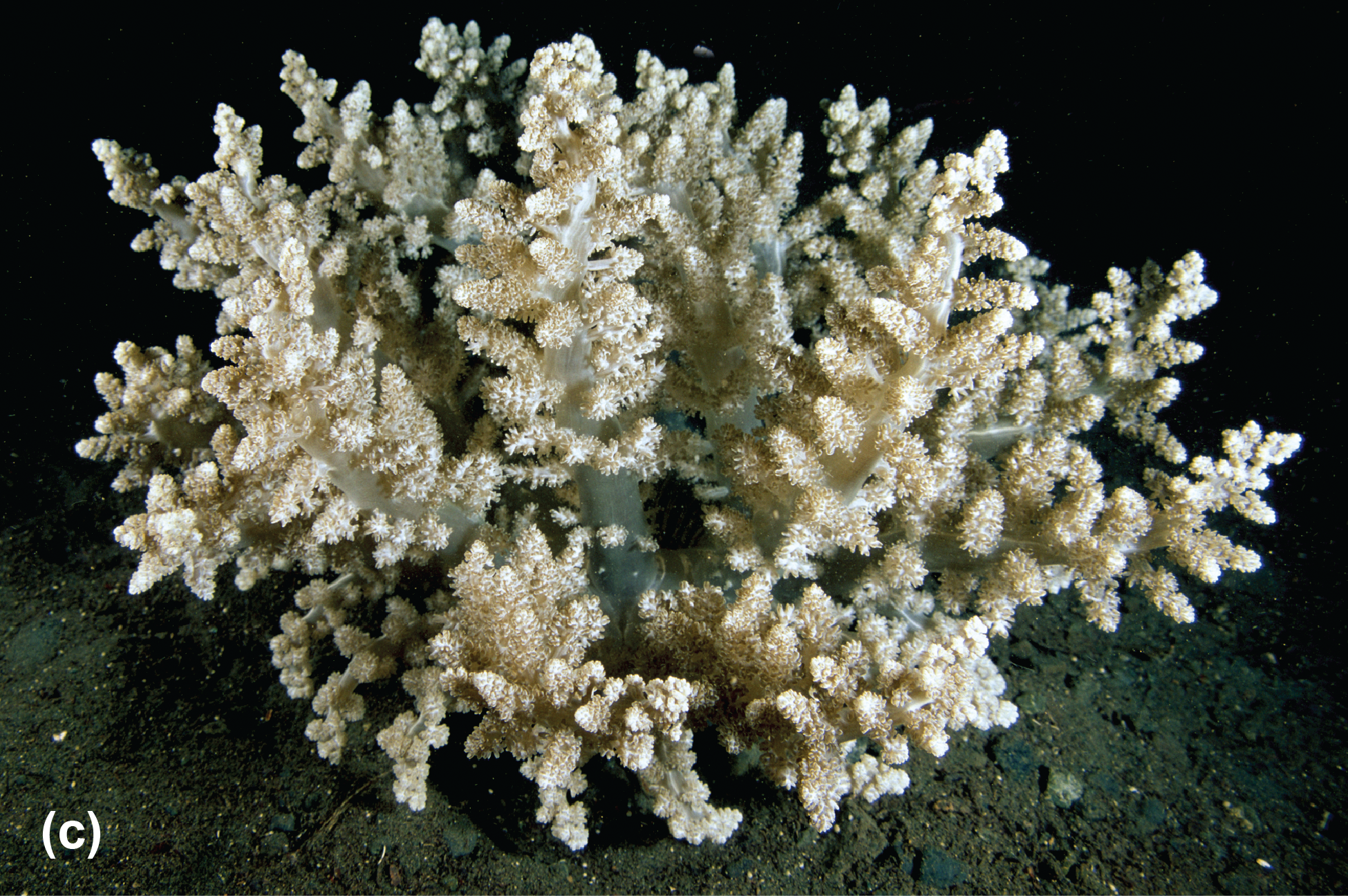A sand anemone