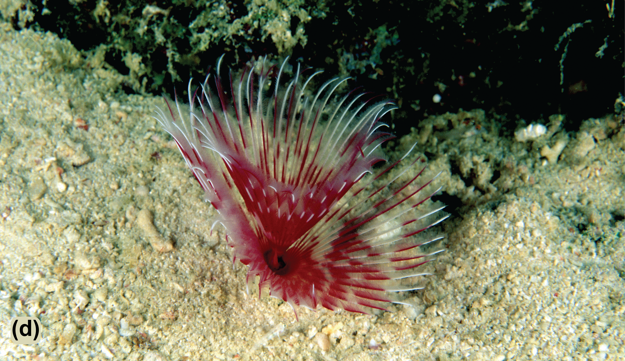 A tube worm