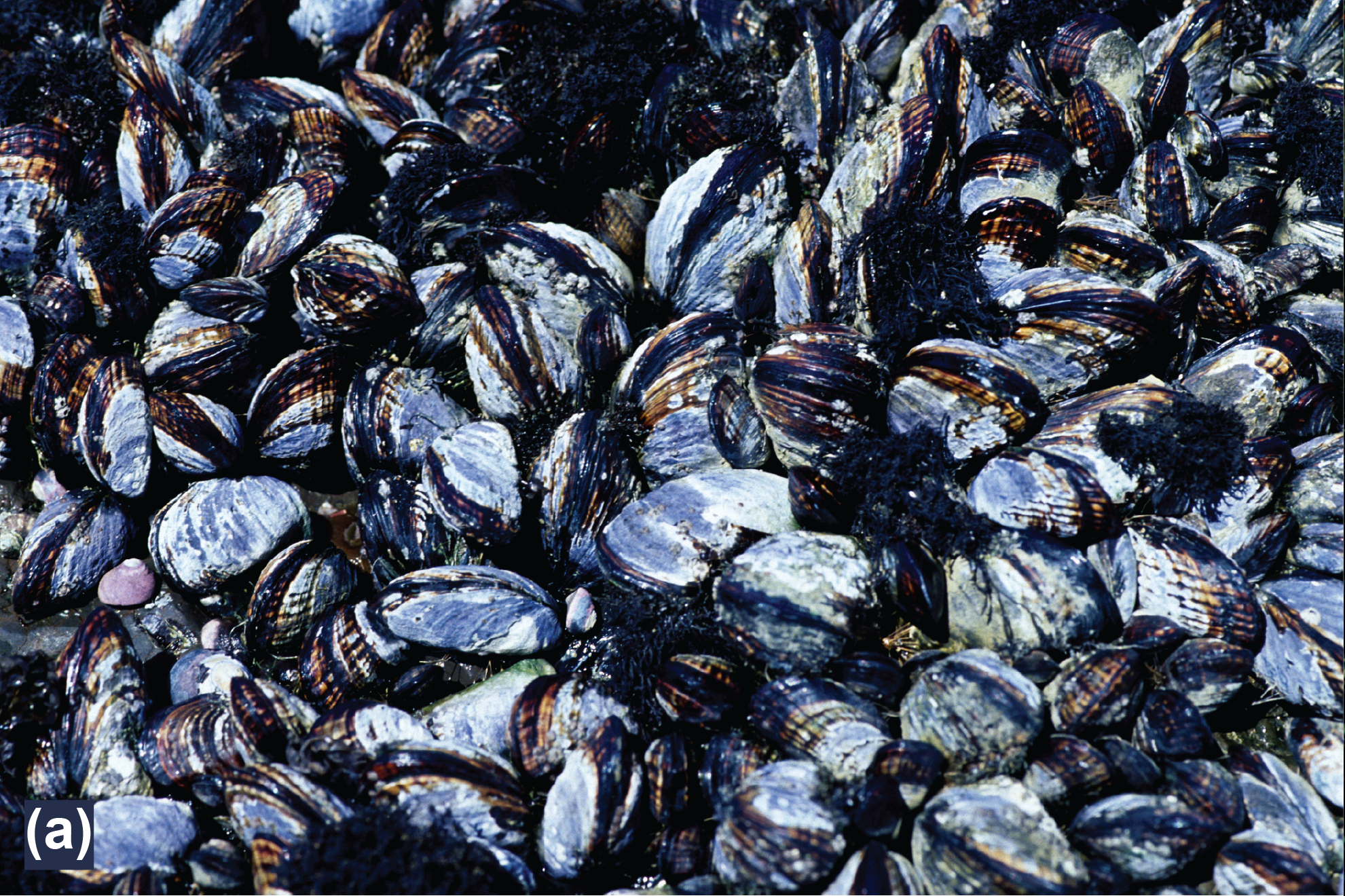 California mussels