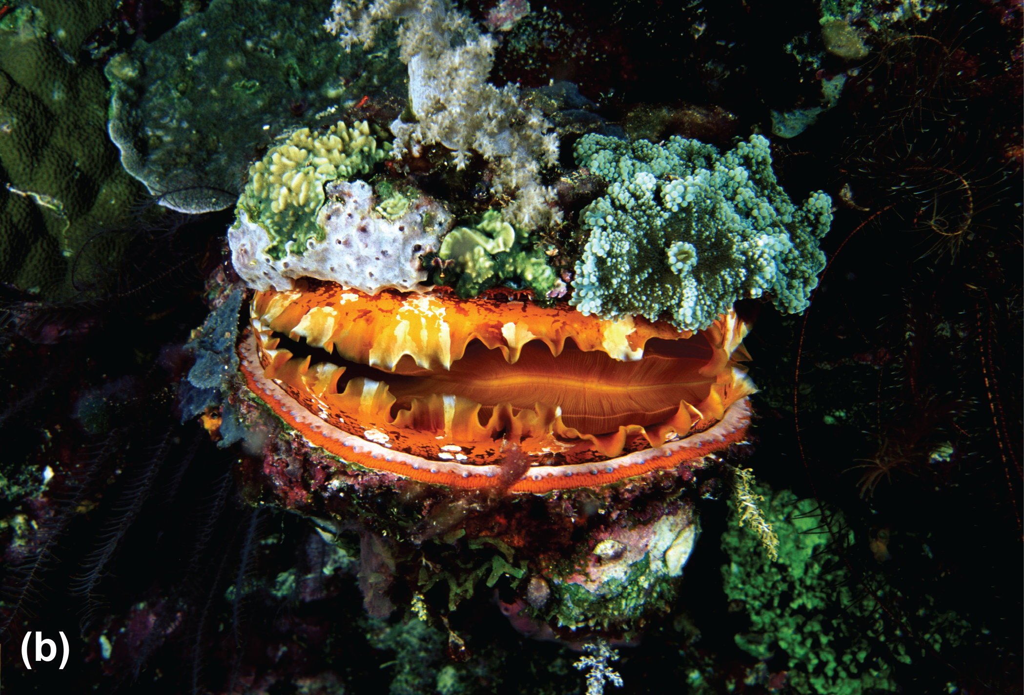 A Pacific spiny oyster