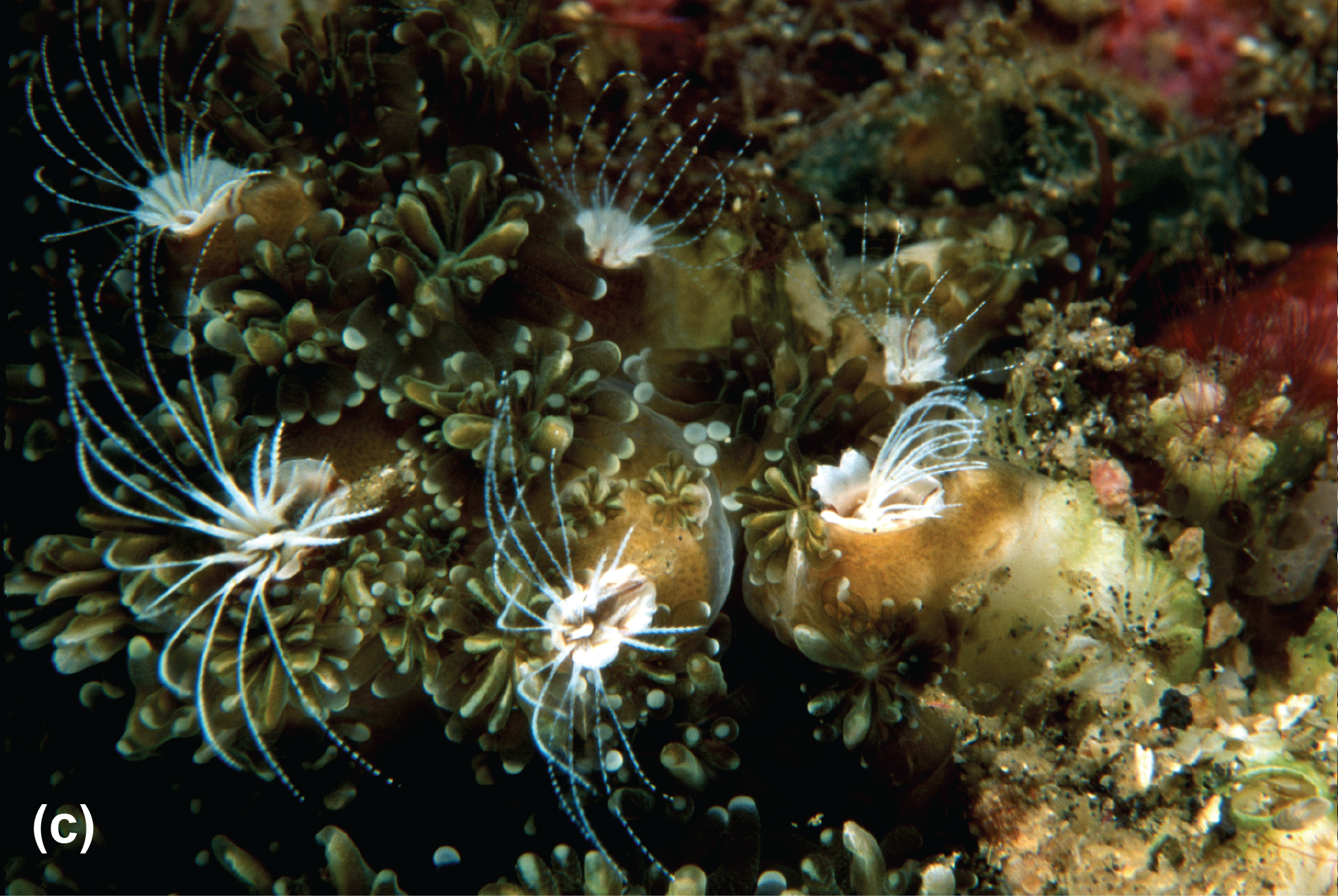 Barnacles