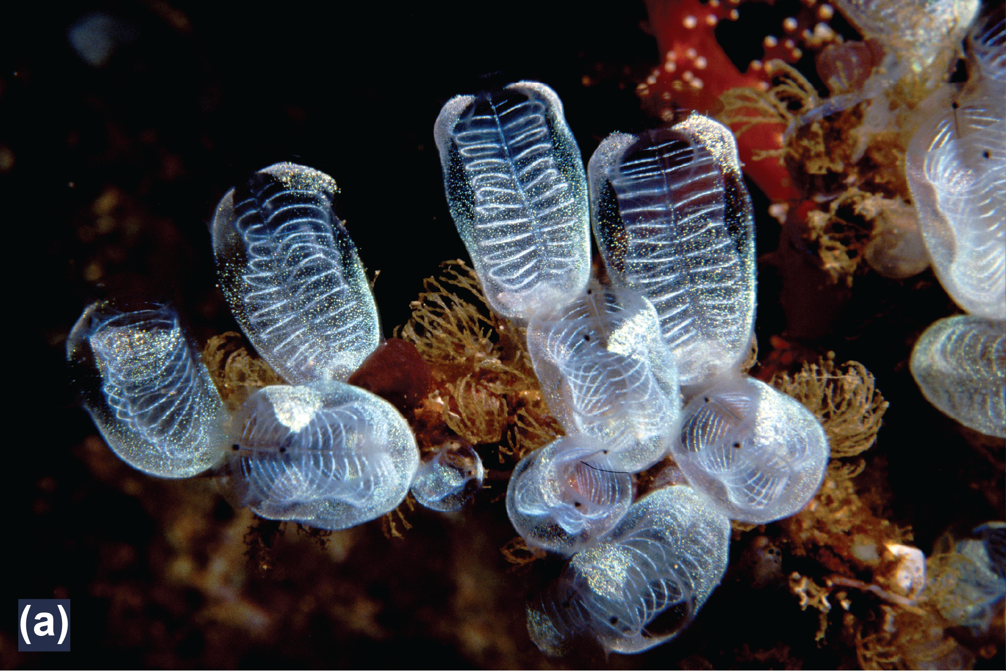 Lightbulb tunicates