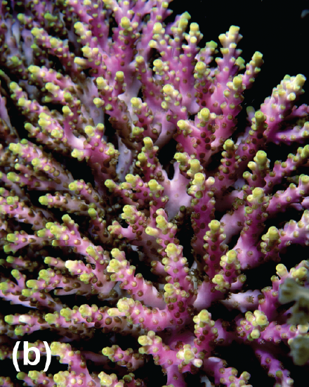 A staghorn coral