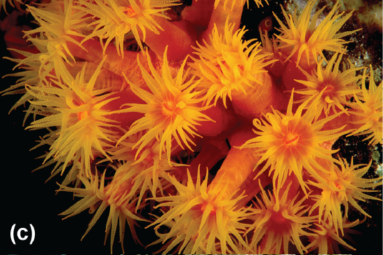 Coral polyps feeding at night
