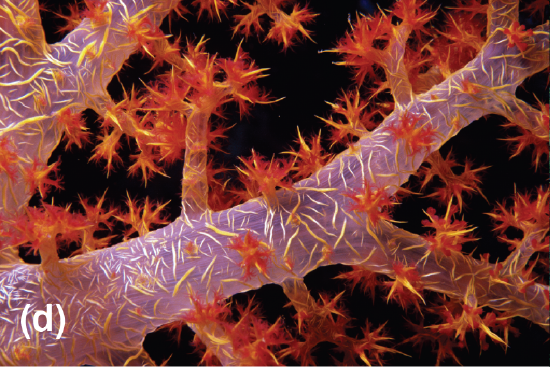 Soft coral