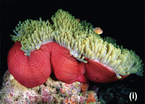 A large anemone with pink anemonefish