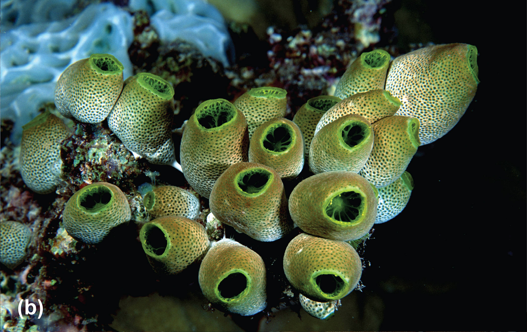 Colonial tunicate