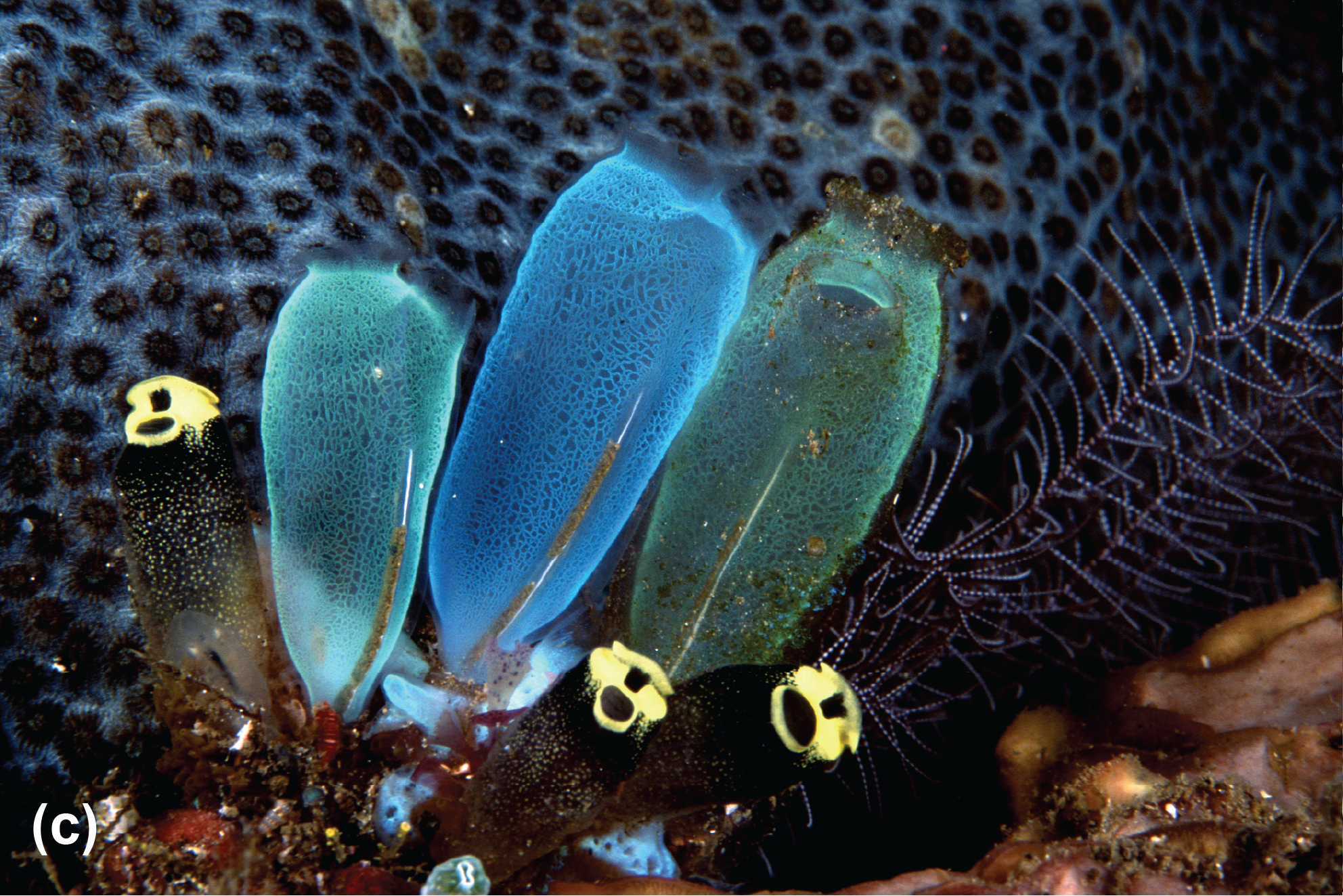 Several tunicates