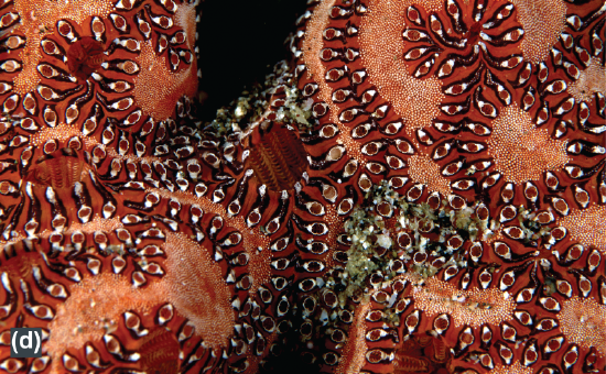 A colonial tunicate