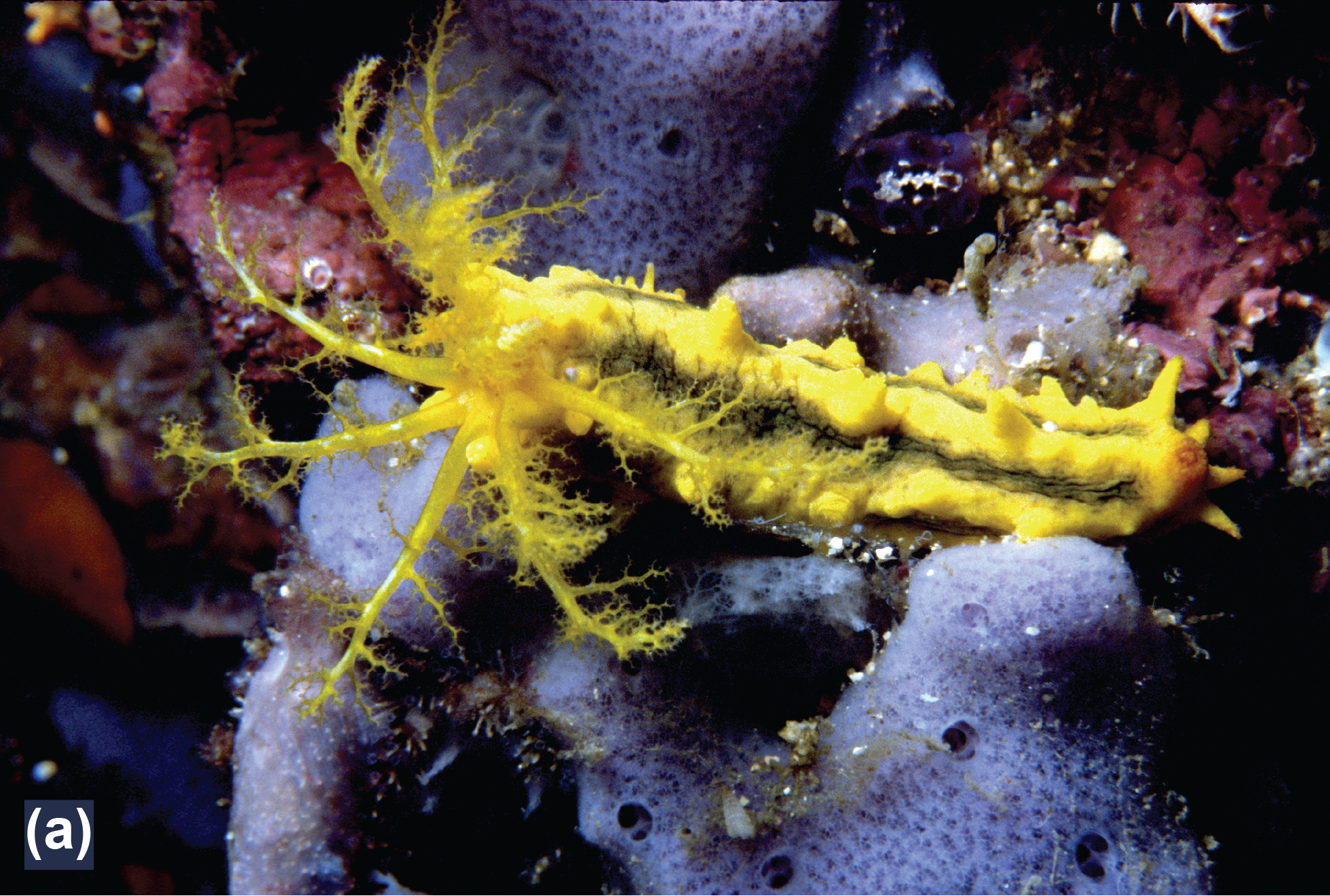 A creeping sea cucumber