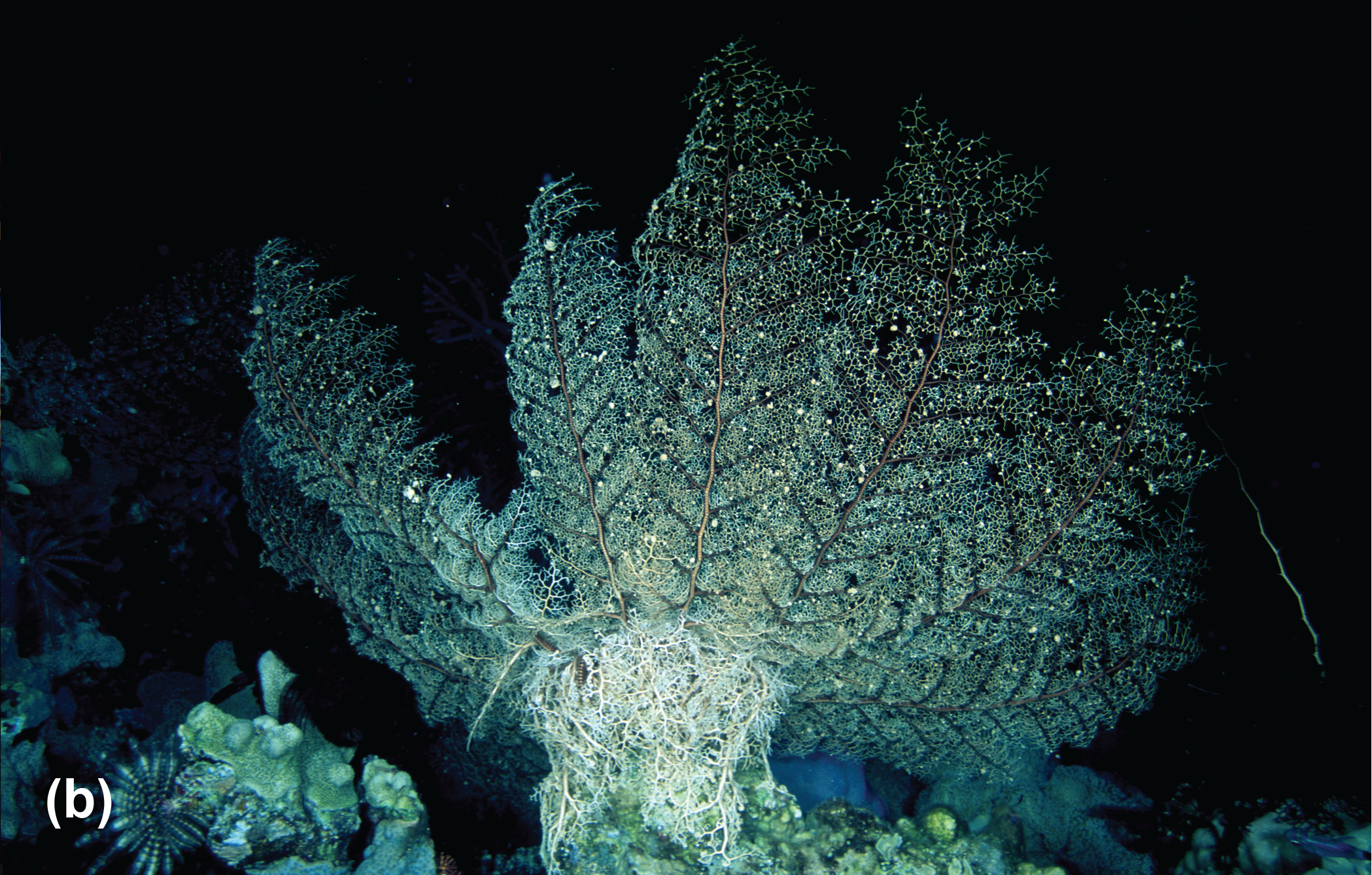 A basket star