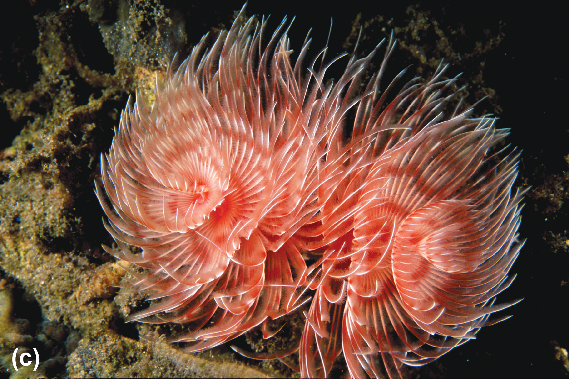 A sabellid spiral fan worm