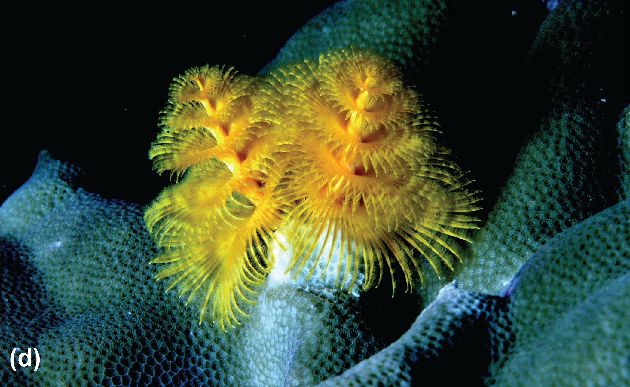 A Christmas tree worm