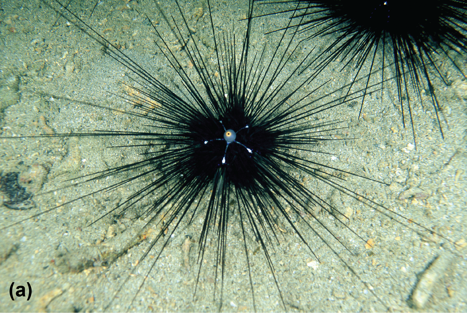 A long-spined sea urchin