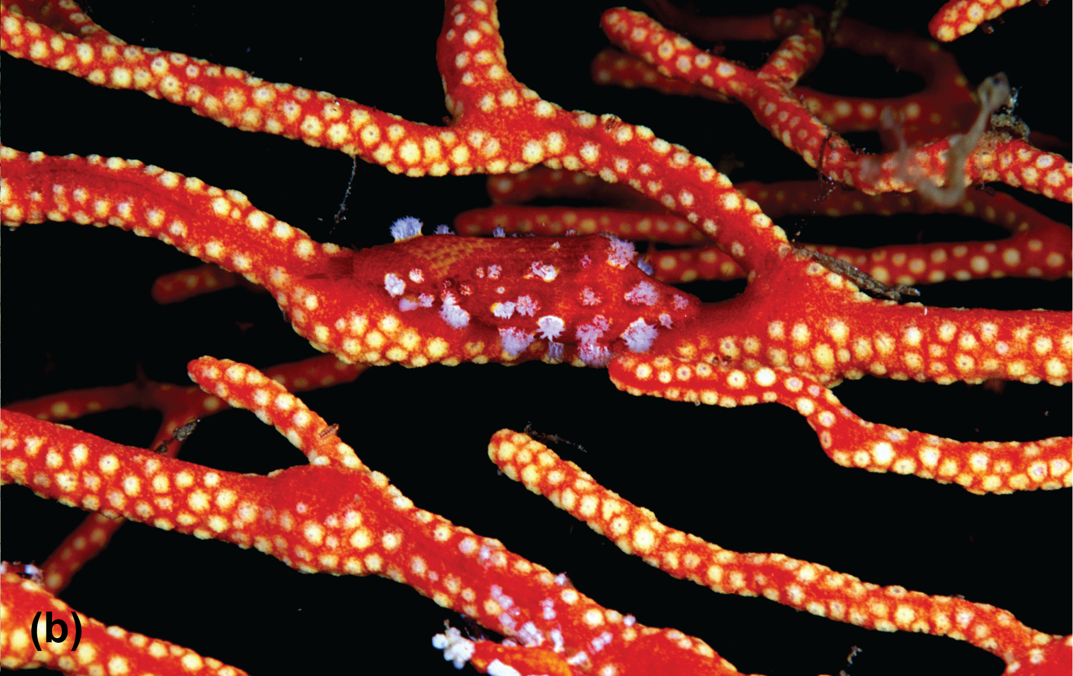 A cowrie on a sea fan