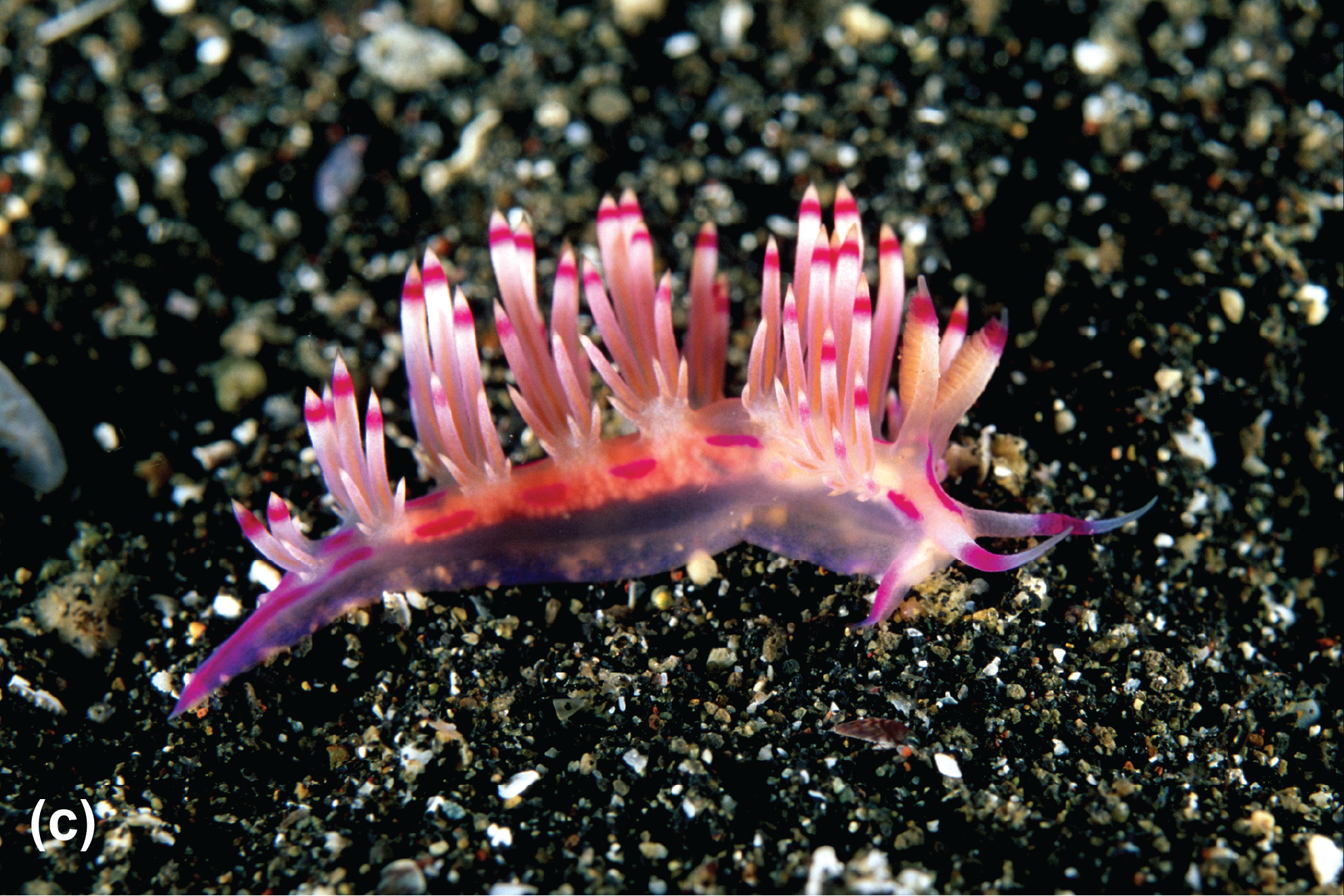 A flabellina nudibranch