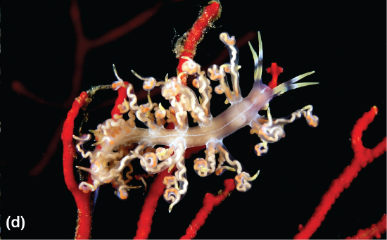 A nudibranch