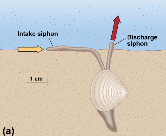 Diagram of a feeding clam mostly buried in the sand