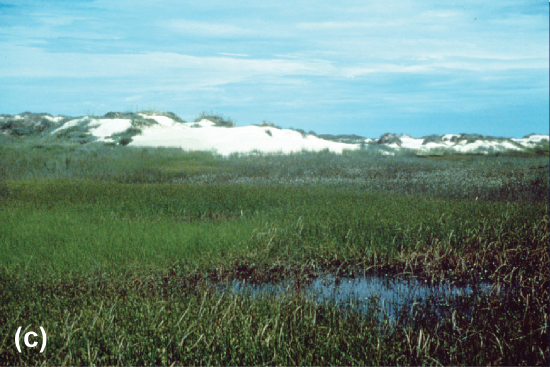 Dense bed of marsh grasses