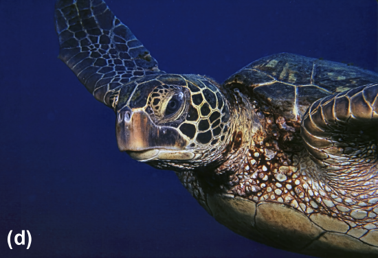 A green sea turtle
