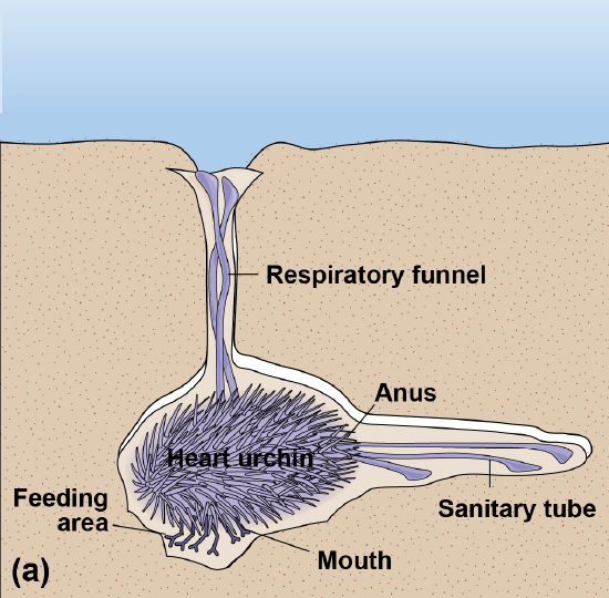 Diagram of heart urchin below the sand