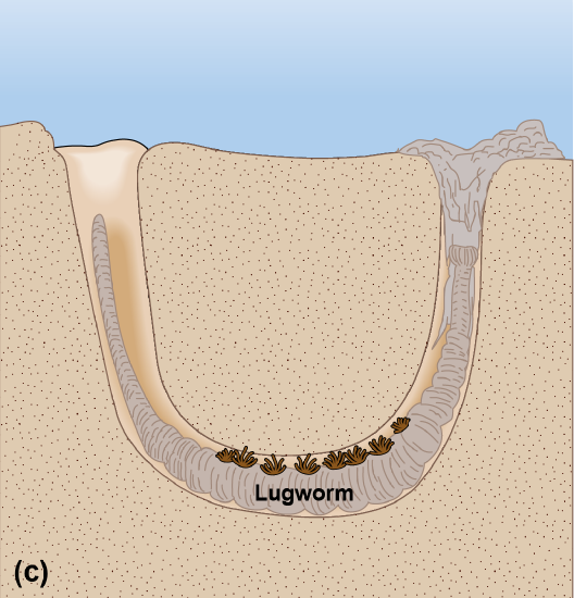Diagram of a lugworm beneath the sand