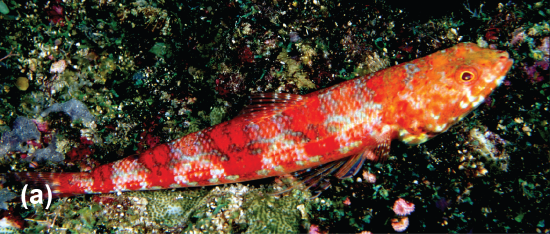 A twospot lizard fish