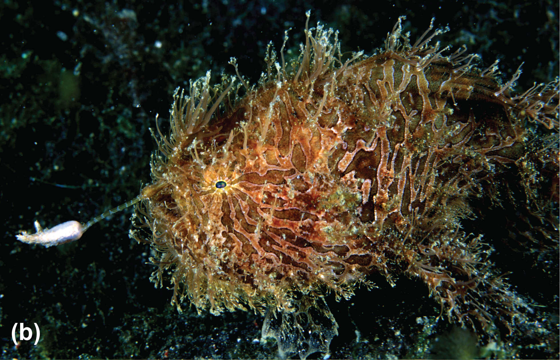 A striated frogfish
