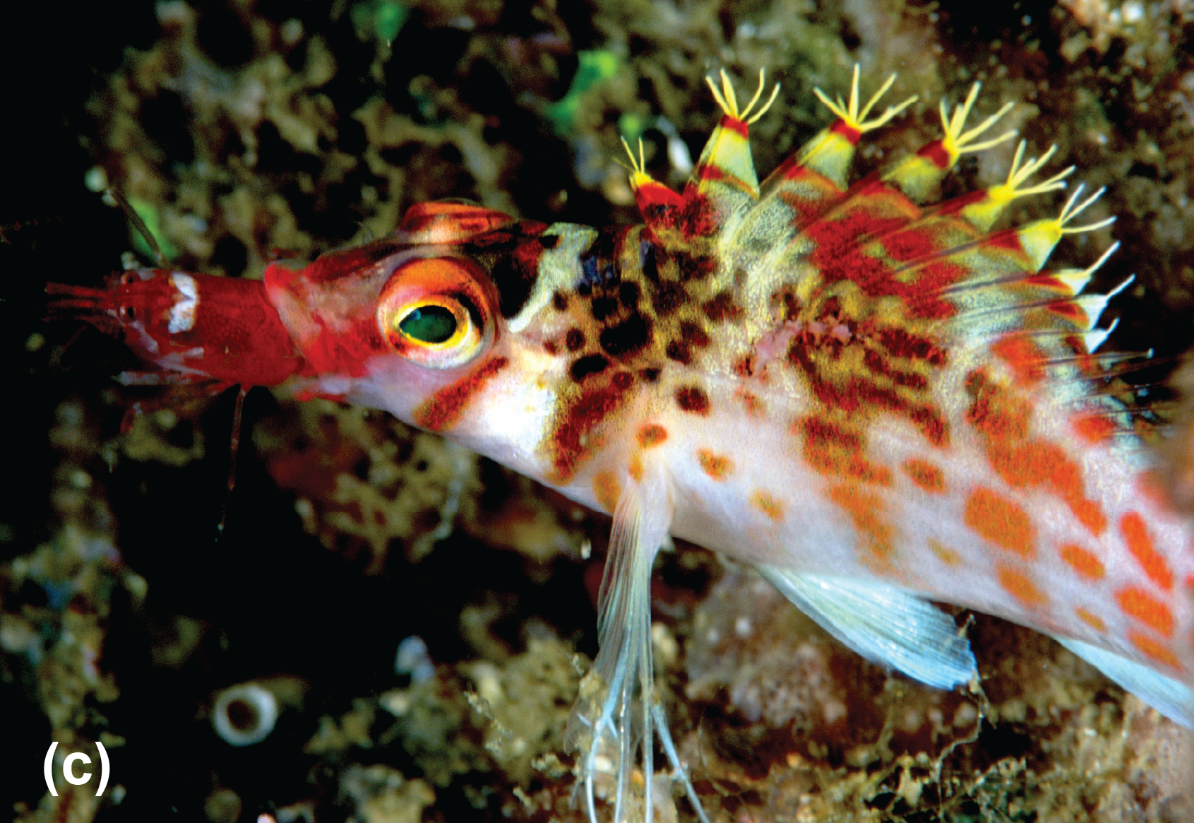 A Falco hawkfish eating a shrimp