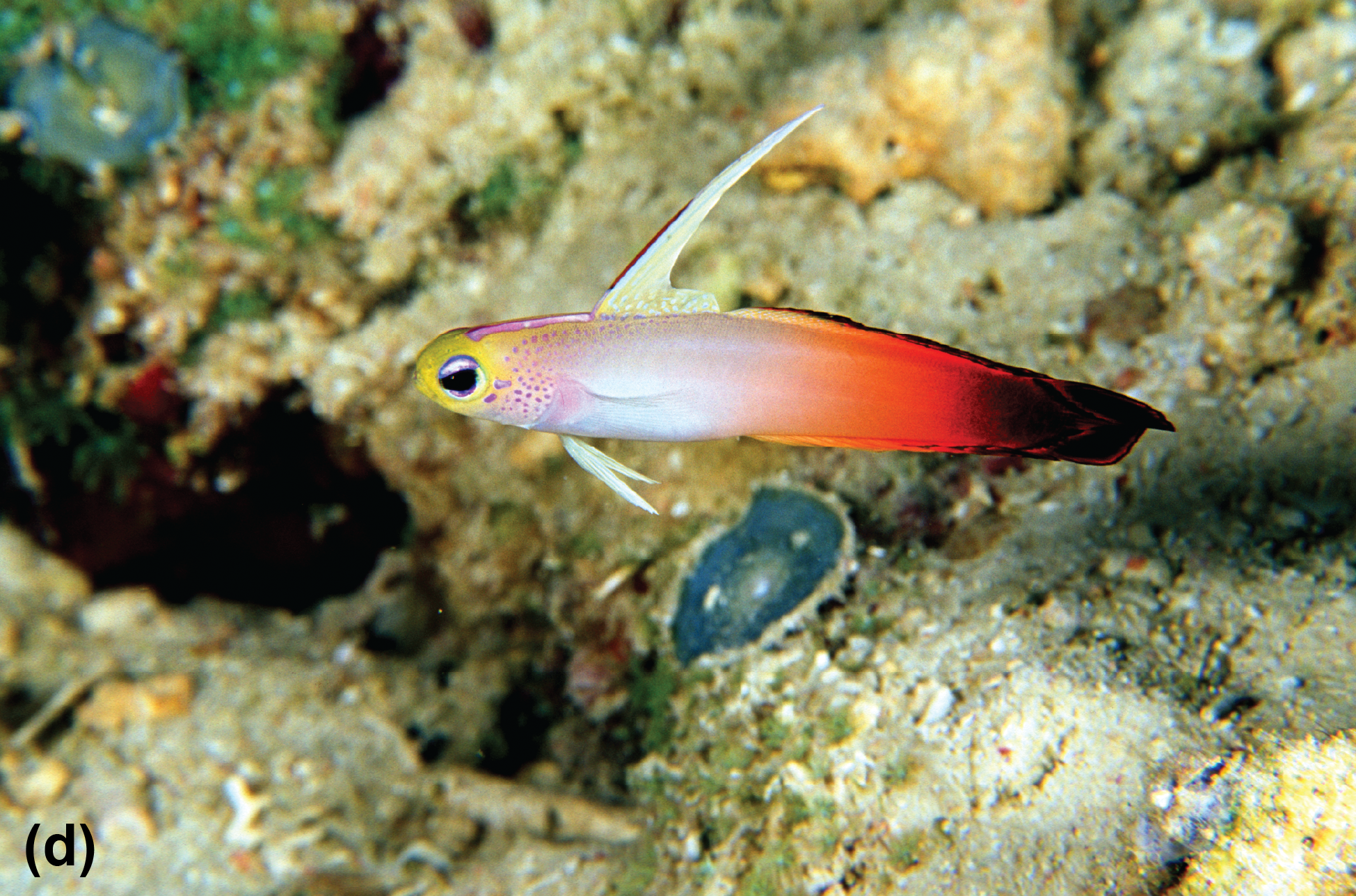 A fire goby