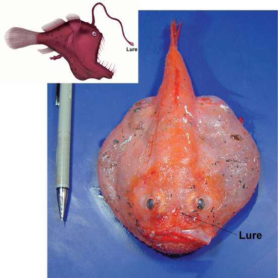 A diagram of a deep-sea angler fish with lure and a dead and deep-pressurized angler fish