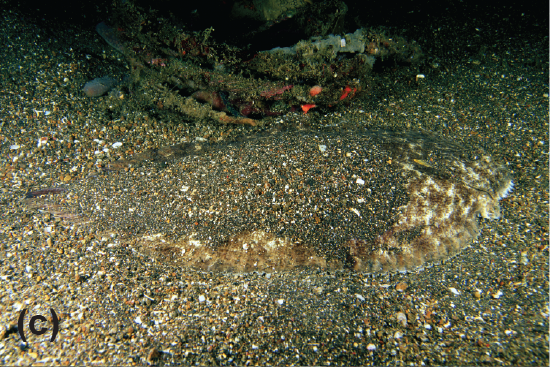 A spotted sole buried in the sand